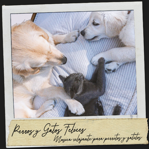 Música para Gatitos