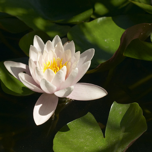 云间藏温柔（古筝）