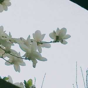 地球をあげる - 弾き語りcover