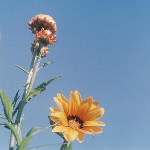 Bloom