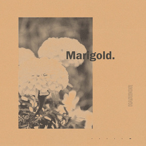 Marigold