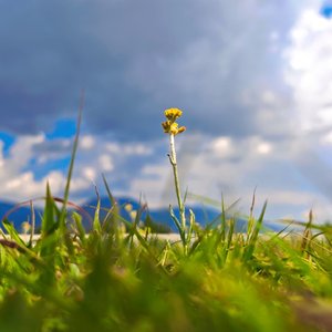 你说你是朵普通的花