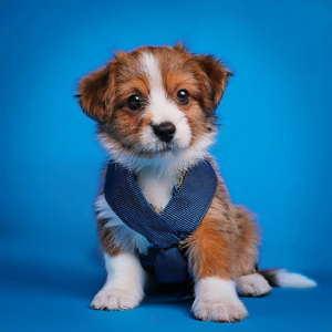 Serenata Calmante Para Mascotas Nocturnas