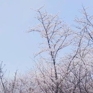 花落