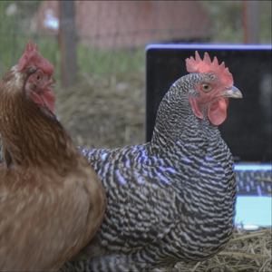 Biomimicry (The Chicken Song)