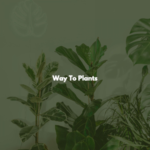 Alluring Ambience for Bubble Tea and Pastries