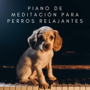 Comodidad Canina En La Armonía Del Piano