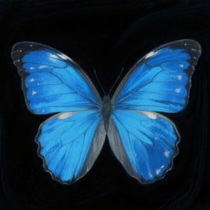 电子蝴蝶//Digital Butterfly