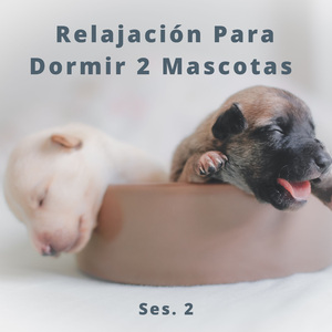 Relajación De Gatos