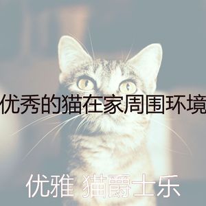 柔和的小猫时刻