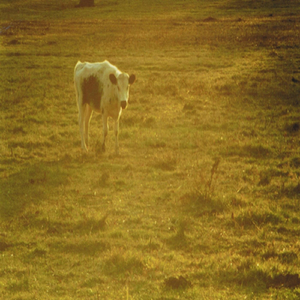 Meanwhile, Back at the Ranch