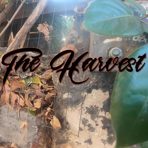 The Harvest
