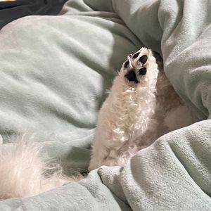 我是你的小狗.WAV