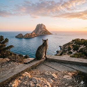 Gato viejo