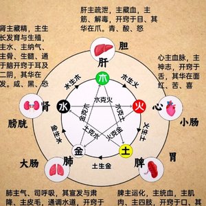 五行谣脏腑知音