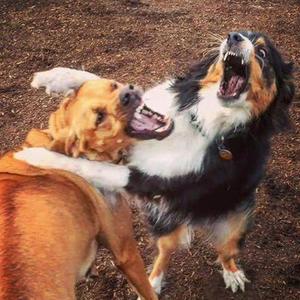 DISS专用曲目之二虎相争必有一伤