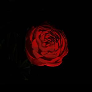 アンチノミー (二律背反)