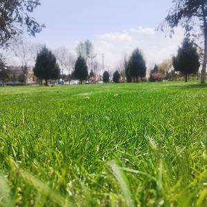 muhabbat goya bir digiz