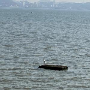 我应该去爱你（弹唱版）