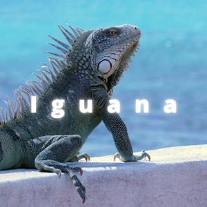 Iguana