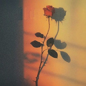 别让爱凋落 卢润泽