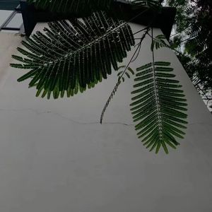 爱丫爱丫