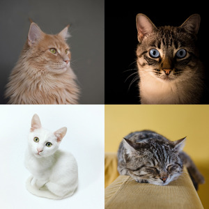 温和训练猫梦想