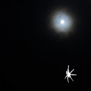 The goat and the rabbit