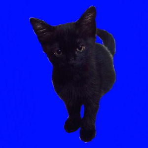 大王叫我来巡山