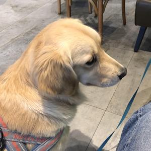 月光传说（指弹）