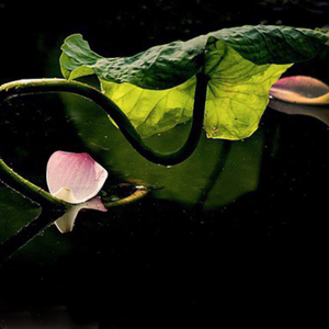 Miraitowa