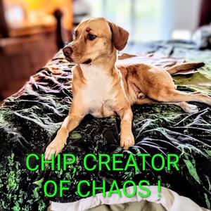 Chip, Creator of Chaos