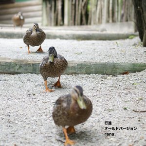 行進 (old version)