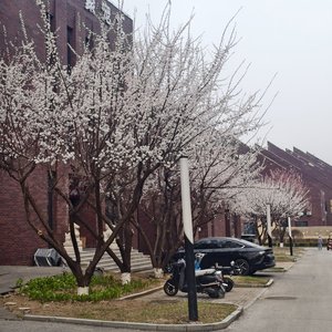 鲜花与浪漫