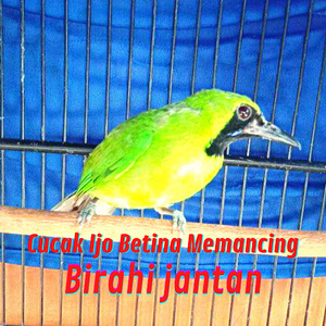 Cucak Ijo Betina Super Gacor (Live)