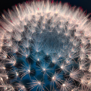 Mammillaria schiedeana ssp dumetorum