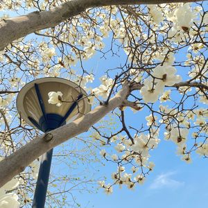 森林之子（Bon Voyage）