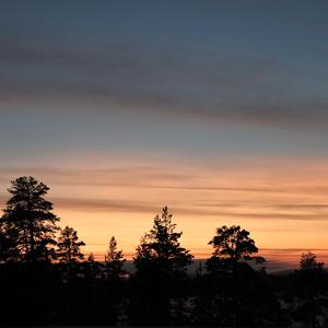 The Spruce, Op.75 No.5