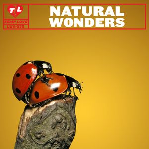 Disturbing the Peace