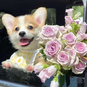 形容（cover沈以诚）