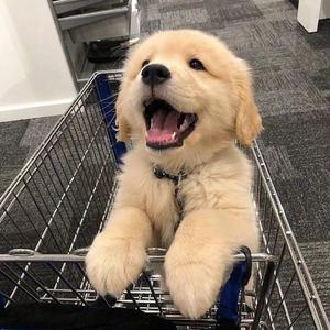 告五人-我想要占据你（Wanhsiao / 缘分如薄纱 remix）