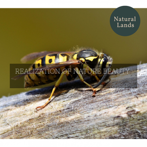 Eerie Calls of Owl in the Night