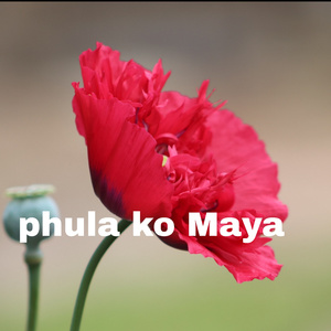 PHULA KO MAYA