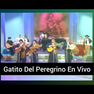 Gatito del Peregrino (En Vivo)