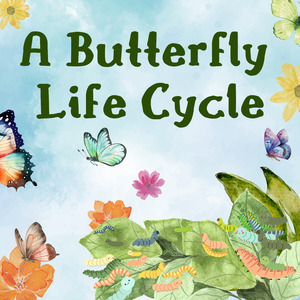A Butterfly Life Cycle