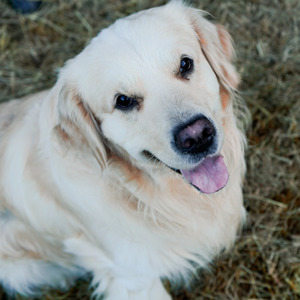 goodbye my friend, my shadow, my everything