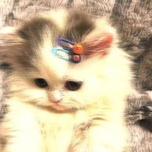 This Is Mongol (sped up)