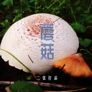 蘑菇