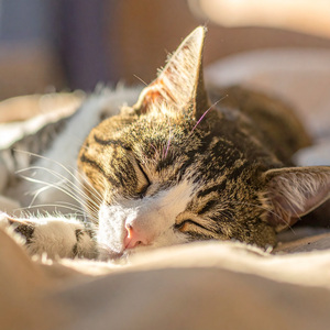 Sonidos Lofi De Gatos Relajados