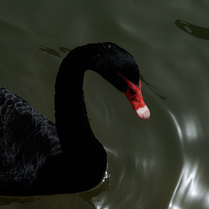 多虑像个蛀虫一直咬我心脏